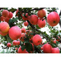 2015 Nuevo Cultivo Fresco FUJI Apple